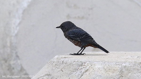 바다직박구리
